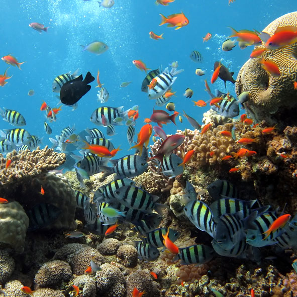 Parque Nacional Arrecifes de Cozumel